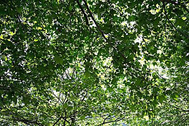 《英雄联盟》S11总决赛EDG3：2逆转战胜DK获冠军